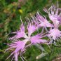Dianthus Superbus, Fringed Pink Seed 3000 PCS, Large Pink Qu Mai