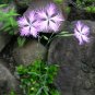 Dianthus Superbus, Fringed Pink Seed 3000 PCS, Large Pink Qu Mai