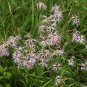 Dianthus Superbus, Fringed Pink Seed 3000 PCS, Large Pink Qu Mai
