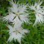 Dianthus Superbus, Fringed Pink Seed 3000 PCS, Large Pink Qu Mai