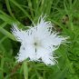 Dianthus Superbus, Fringed Pink Seed 3000 PCS, Large Pink Qu Mai