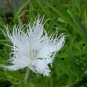 Dianthus Superbus, Fringed Pink Seed 3000 PCS, Large Pink Qu Mai