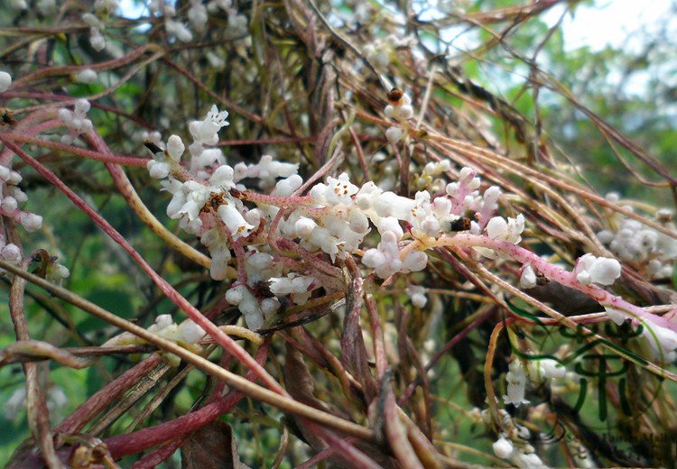 Cuscuta Chinensis, Dodder Cuscuta Seed 5000 PCS, Parasitic Plant Tu Si Zi