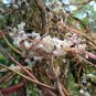 Cuscuta Chinensis, Dodder Cuscuta Seed 5000 PCS, Parasitic Plant Tu Si Zi