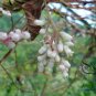 Cuscuta Chinensis, Dodder Cuscuta Seed 5000 PCS, Parasitic Plant Tu Si Zi