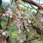 Cuscuta Chinensis, Dodder Cuscuta Seed 5000 PCS, Parasitic Plant Tu Si Zi
