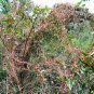 Cuscuta Chinensis, Dodder Cuscuta Seed 5000 PCS, Parasitic Plant Tu Si Zi