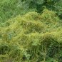 Cuscuta Chinensis, Dodder Cuscuta Seed 5000 PCS, Parasitic Plant Tu Si Zi