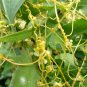 Cuscuta Chinensis, Dodder Cuscuta Seed 5000 PCS, Parasitic Plant Tu Si Zi