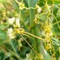 Cuscuta Chinensis, Dodder Cuscuta Seed 5000 PCS, Parasitic Plant Tu Si Zi