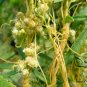 Cuscuta Chinensis, Dodder Cuscuta Seed 5000 PCS, Parasitic Plant Tu Si Zi