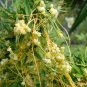 Cuscuta Chinensis, Dodder Cuscuta Seed 5000 PCS, Parasitic Plant Tu Si Zi