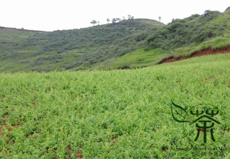Codonopsis Pilosula, Poor Man's Ginseng Seed 5000 PCS, Dang Shen