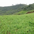 Codonopsis Pilosula, Poor Man's Ginseng Seed 5000 PCS, Dang Shen