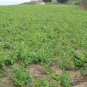 Codonopsis Pilosula, Poor Man's Ginseng Seed 5000 PCS, Dang Shen