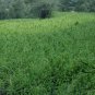 Codonopsis Pilosula, Poor Man's Ginseng Seed 5000 PCS, Dang Shen