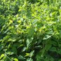 Codonopsis Pilosula, Poor Man's Ginseng Seed 5000 PCS, Dang Shen