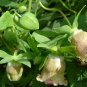 Codonopsis Pilosula, Poor Man's Ginseng Seed 5000 PCS, Dang Shen