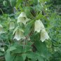 Codonopsis Pilosula, Poor Man's Ginseng Seed 5000 PCS, Dang Shen