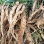 Codonopsis Pilosula, Poor Man's Ginseng Seed 5000 PCS, Dang Shen