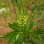 Cnidium Monnieri, Monnier's Snowparsley Seed 5000 PCS, She Chuang Zi