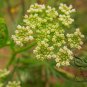 Cnidium Monnieri, Monnier's Snowparsley Seed 5000 PCS, She Chuang Zi