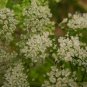 Cnidium Monnieri, Monnier's Snowparsley Seed 5000 PCS, She Chuang Zi