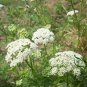 Cnidium Monnieri, Monnier's Snowparsley Seed 5000 PCS, She Chuang Zi