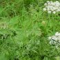 Cnidium Monnieri, Monnier's Snowparsley Seed 5000 PCS, She Chuang Zi