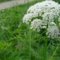 Cnidium Monnieri, Monnier's Snowparsley Seed 5000 PCS, She Chuang Zi