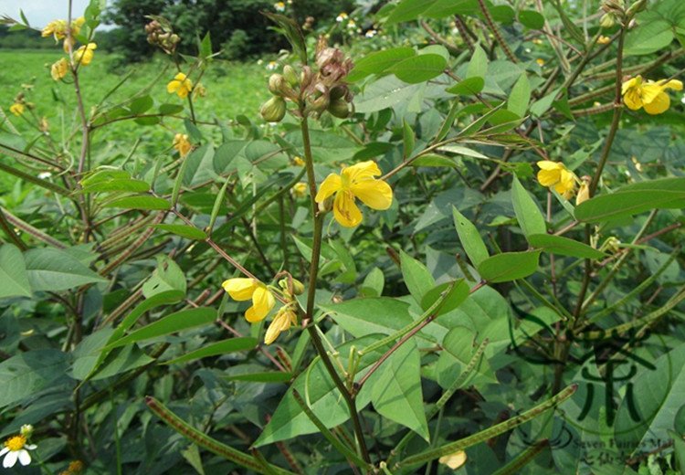 Cassia Occidentalis, Senna Occidentalis Seed 2000 PCS, Wang Jiangnan