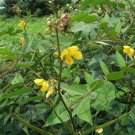 Cassia Occidentalis, Senna Occidentalis Seed 2000 PCS, Wang Jiangnan