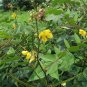 Cassia Occidentalis, Senna Occidentalis Seed 2000 PCS, Wang Jiangnan