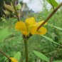 Cassia Occidentalis, Senna Occidentalis Seed 2000 PCS, Wang Jiangnan