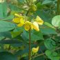 Cassia Occidentalis, Senna Occidentalis Seed 2000 PCS, Wang Jiangnan