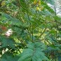 Cassia Occidentalis, Senna Occidentalis Seed 2000 PCS, Wang Jiangnan