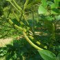 Cassia Occidentalis, Senna Occidentalis Seed 2000 PCS, Wang Jiangnan