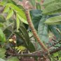 Cassia Occidentalis, Senna Occidentalis Seed 2000 PCS, Wang Jiangnan
