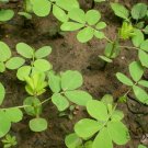 Cassia Obtusifolia, Senna Obtusifolia Seed 2000 PCS, Senna Sicklepod Jue Ming Zi
