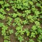 Cassia Obtusifolia, Senna Obtusifolia Seed 2000 PCS, Senna Sicklepod Jue Ming Zi