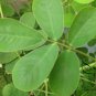 Cassia Obtusifolia, Senna Obtusifolia Seed 2000 PCS, Senna Sicklepod Jue Ming Zi