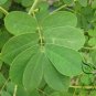 Cassia Obtusifolia, Senna Obtusifolia Seed 2000 PCS, Senna Sicklepod Jue Ming Zi