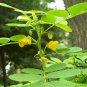Cassia Obtusifolia, Senna Obtusifolia Seed 2000 PCS, Senna Sicklepod Jue Ming Zi