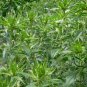 Carthamus Tinctorius, Common Safflower Seed 500 PCS, Hong Hua