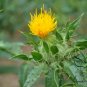 Carthamus Tinctorius, Common Safflower Seed 500 PCS, Hong Hua