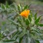 Carthamus Tinctorius, Common Safflower Seed 500 PCS, Hong Hua