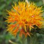 Carthamus Tinctorius, Common Safflower Seed 500 PCS, Hong Hua
