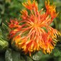 Carthamus Tinctorius, Common Safflower Seed 500 PCS, Hong Hua