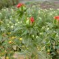 Carthamus Tinctorius, Common Safflower Seed 500 PCS, Hong Hua