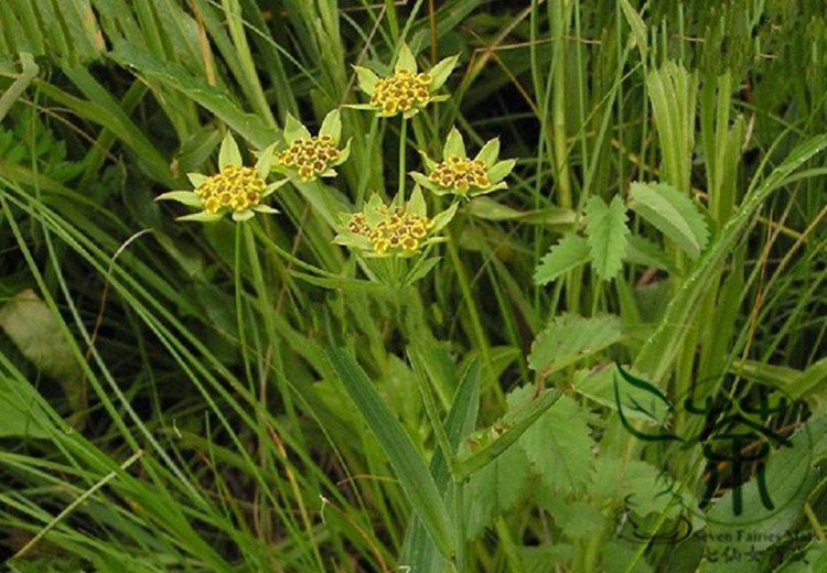 Bupleurum Smithii, Bupleurum Thorowax Seed 5000 PCS, Hei Chai Hu